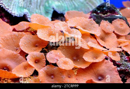 Anemone disco o anemone funghi (Discosoma sp. O Actinodiscus sp.) sono coralli morbidi formati da individui polipi che crescono nelle colonie. Foto Stock