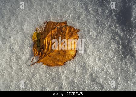 Foglie di faggio rosso cadute nella neve immacolata. Contrasto colore. Abruzzo, Italia, Europa Foto Stock