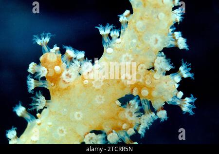 Le dita dell'uomo morto (Alcyonium palmatum) è un corallo morbido. Dettagli polipi. Foto Stock