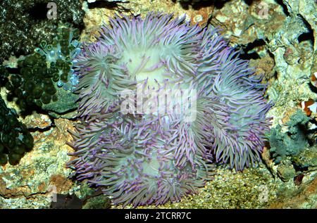 L'anemone gigante (Stichodactyla gigantea) è un corallo morbido. Foto Stock