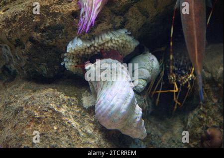 Charonia Lampas è un mollusco marino carnivoro. Uova. Foto Stock