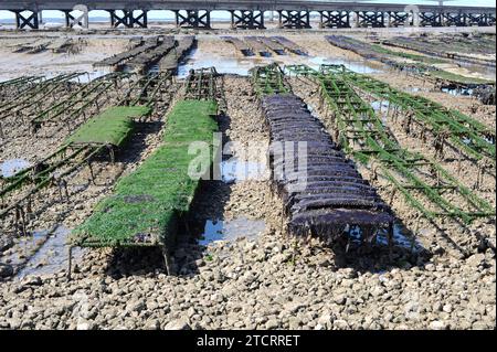 Ostriche giapponesi o ostriche del Pacifico (Crassostrea gigas o Magallana gigas). Allevamento ostriche su Oleron, Francia. Foto Stock