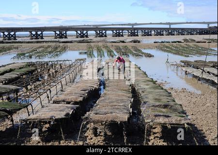 Ostriche giapponesi o ostriche del Pacifico (Crassostrea gigas o Magallana gigas). Allevamento ostriche su Oleron, Francia. Foto Stock