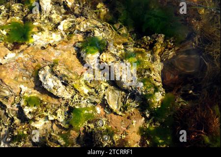 Ostriche giapponesi o ostriche del Pacifico (Crassostrea gigas o Magallana gigas). Thau, Francia. Foto Stock