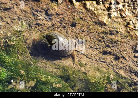 La lumaca di mele (Pomacea maculata o Pomacea insularum) è una lumaca invasiva di acqua dolce originaria del Sud America. Questa foto è stata scattata in una risaia di D. Foto Stock