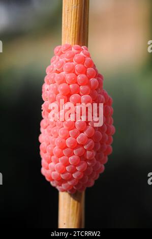 La lumaca di mele (Pomacea maculata o Pomacea insularum) è una lumaca invasiva di acqua dolce originaria del Sud America. Uova su un gambo di riso. Questa foto è stata scattata Foto Stock