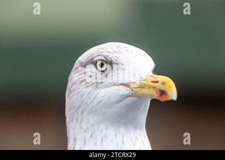 primo piano di una testa di gabbiano dell'aringa Foto Stock
