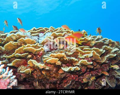 Grüne Salatkoralle, Unterwasser-foto, Tauchplatz The Canyon, Dahab, Golf von Akaba, Rotes Meer, Sinai, Ägypten *** corallo di lattuga verde, foto sott'acqua, sito di immersione il Canyon, Dahab, Golfo di Aqaba, Mar Rosso, Sinai, Egitto Foto Stock