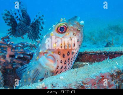 Gelbflecken-Igelfisch Cyclichthys spilostylus, Unterwasser-foto, faro di Tauchplatz, Dahab, Golf von Akaba, Rotes Meer, Sinai, Ägypten *** Angialli Ciclicthys spilostylus , foto subacquea, sito di immersione Faro, Dahab, Golfo di Aqaba, Mar Rosso, Sinai, Egitto Foto Stock