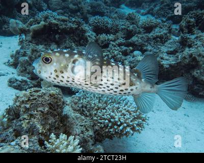Gelbflecken-Igelfisch Cyclichthys spilostylus, Unterwasser-foto, Tauchplatz The Canyon, Dahab, Golf von Akaba, Rotes Meer, Sinai, Ägypten *** Angialli Ciclicthys spilostylus , foto subacquea, sito di immersione il Canyon, Dahab, Golfo di Aqaba, Mar Rosso, Sinai, Egitto Foto Stock