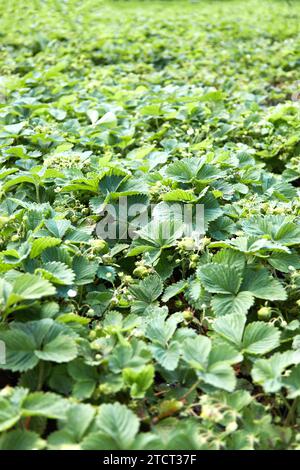le fragole sono sbocciate in giardino. Lo Strawberry Plant. Foto Stock