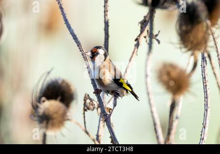 Goldfinch sulle teste dei cavalletti invernali Foto Stock