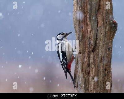 Picchio maculato durante una nevicata Foto Stock