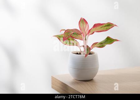 Piccolo aglaonema rosso cinese sempreverde (Aglaonema creta) in vaso di plastica bianco. Foto Stock