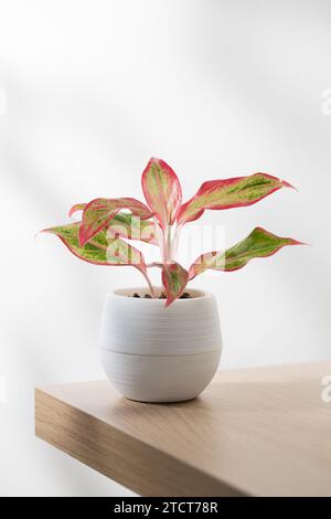 Piccolo aglaonema rosso cinese sempreverde (Aglaonema creta) in vaso di plastica bianco. Foto Stock