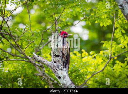 Picchio lineare su ceppo morto, Costa Rica Foto Stock