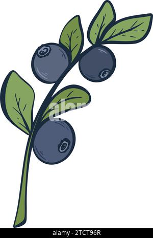 Ramoscello con clip art di mirtilli. Schizzo a colori con inchiostro di bacche di foresta selvatiche. Bacche sul ramo con illustrazione vettoriale isolata delle foglie Illustrazione Vettoriale