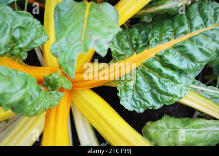 Bietola svizzera fresca gialla che cresce in azienda. Primo piano per lo stelo . Foto Stock