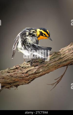 Parula nera che si appollora su un ramo che pulisce il piumaggio ils dopo la migrazione primaverile Foto Stock