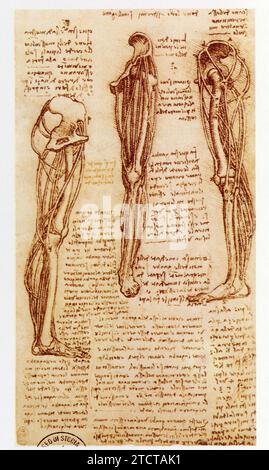 Leonardo da Vinci.1452-1519.étude pour la construction d'un modèle anatomique. Foto Stock