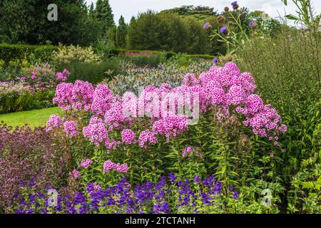 Alte piante rosa e resistenti di phlox in piena fioritura in un grande bordo erbaceo contro gli eringi blu. Foto Stock