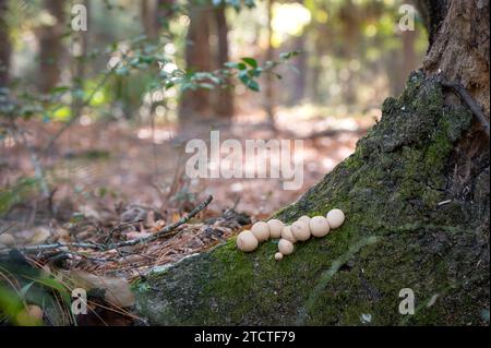 Un gruppo di funghi a forma di palla di zucca, apioperdon pyriforme, che crescono in una foresta del Texas orientale in autunno. Foto Stock