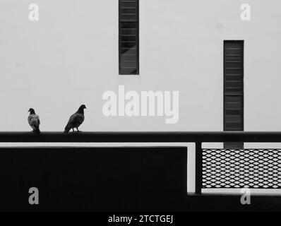 Due piccioni appollaiati su ringhiere in un ambiente edilizio urbano. Bianco e nero. Foto Stock