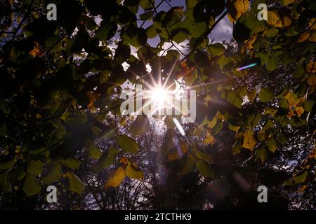 Albero con i raggi del sole in autunno. Foglie autunnali. Foto Stock