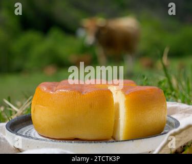 Formaggio spagnolo affumicato di Pra, prodotto da agricoltori rurali delle Asturie, Spagna con latte di vacca pastorizzato o miscelato con latte di capra o pecora Foto Stock