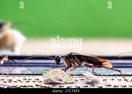 Scarafaggio americano mangiare briciole sul pavimento sporco con un sacco di formiche intorno, problemi di salute, disinfestazione Foto Stock