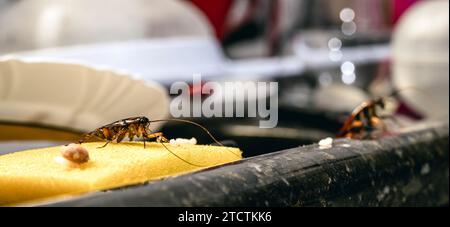 scarafaggi mangiare da un lavandino della cucina sudicio e molto sporco, scarsa igiene a casa Foto Stock