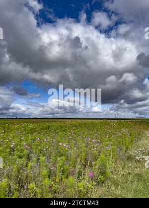 Campo di fiori e cielo nuvoloso ad Anjou, Eure, Francia Foto Stock