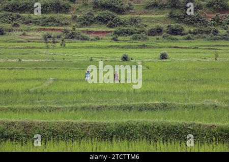 Contadini nelle risaie vicino a Muhanga, Ruanda Foto Stock