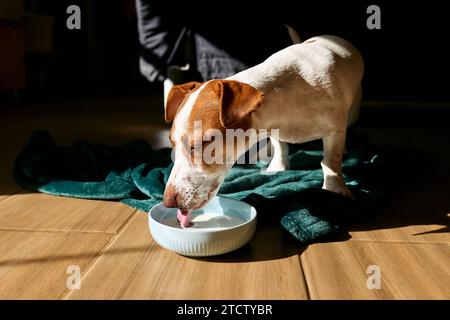 Jack Russell terrier cane che beve latte dalla ciotola sul pavimento in parquet nel soggiorno in una giornata di sole. Foto Stock