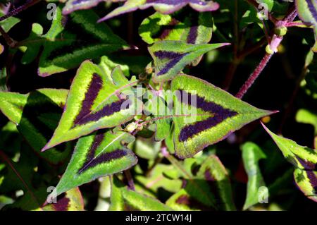 Green/Brown Persicaria Runcinata 'Purple Fantasy' foglie triangolari che crescono presso RHS Bridgewater, Worsley, Salford, Greater Manchester, Inghilterra, REGNO UNITO. Foto Stock