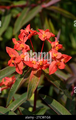 Bright Orange Euphorbia Griffithii "Dixter" Spurge Flowers Grown in the Borders presso RHS Bridgewater, Salford, Greater Manchester, Inghilterra, Regno Unito. Foto Stock