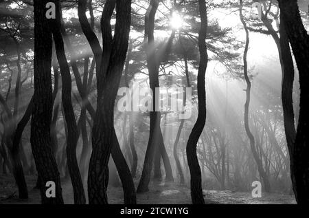 Luce solare e nebbia mattutina a «Samneung», una pineta a Gyeongju, Corea del Sud Foto Stock