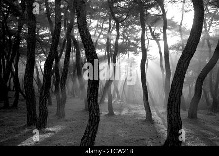 Luce solare e nebbia mattutina a «Samneung», una pineta a Gyeongju, Corea del Sud Foto Stock