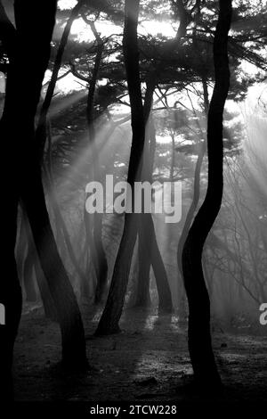 Luce solare e nebbia mattutina a «Samneung», una pineta a Gyeongju, Corea del Sud Foto Stock