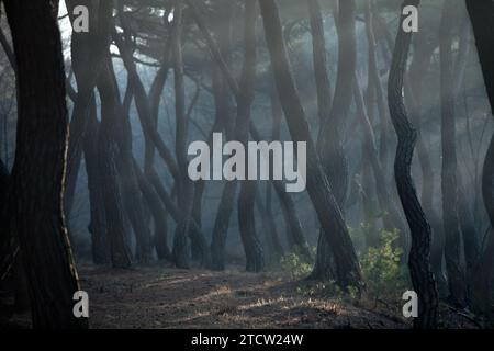 Luce solare e nebbia mattutina a «Samneung», una pineta a Gyeongju, Corea del Sud Foto Stock