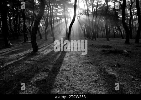 Luce solare e nebbia mattutina a «Samneung», una pineta a Gyeongju, Corea del Sud Foto Stock