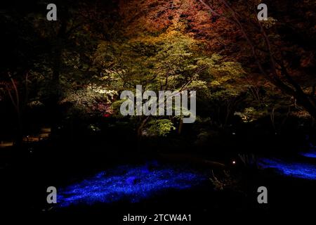 LE FOGLIE AUTUNNALI DEL GIARDINO DI RIKUGIEN SI ILLUMINANO A TOKYO Foto Stock