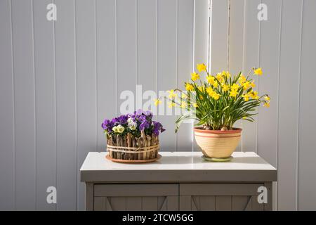 Disposizione di narcisi (narciso) e viola ometto (viola comuta) su un piccolo armadietto di fronte a un divisore grigio Foto Stock