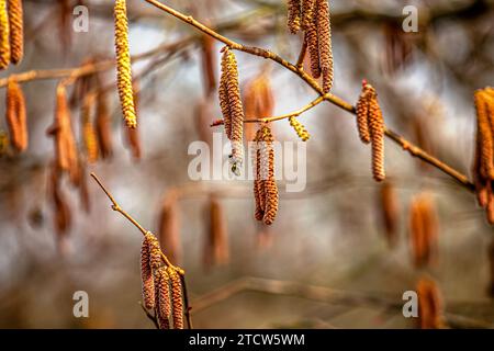 Gattini di nocciole nella foresta primaverile. Primavera. Nocciolo comune, genere Corylus. Foto Stock