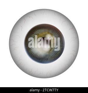 Occhi umani realistici. Anatomia retina. Illustrazione Vettoriale