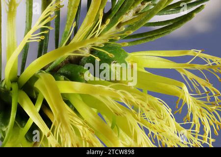 Primo piano della "forma gialla" del pennello da bottiglia a un lato (Calothamnus quadrifidus), che mostra fiori disposti nell'infiorescenza Foto Stock