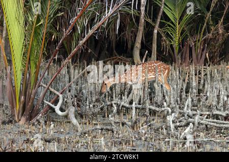 Il cervo maculato o cervo cinale è una specie di cervo originaria del subcontinente indiano. Questa foto è stata scattata da sundarbans, Bangladesh. Foto Stock