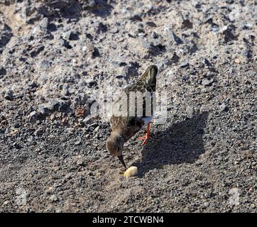 Turnstone, Arenaria interpres, El Cotillo, Fuerteventura, Isole Canarie, Spagna. Foto Stock