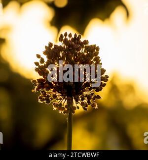 Testa di fiore di porro selvatico, silhoutato dal sole che tramonta. Foto Stock