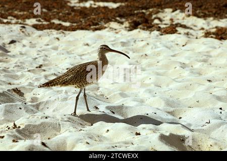 Curlew Numenius arquata, Beach, El Cotillo, Fuerteventura, Isole Canarie, Spagna. Foto Stock